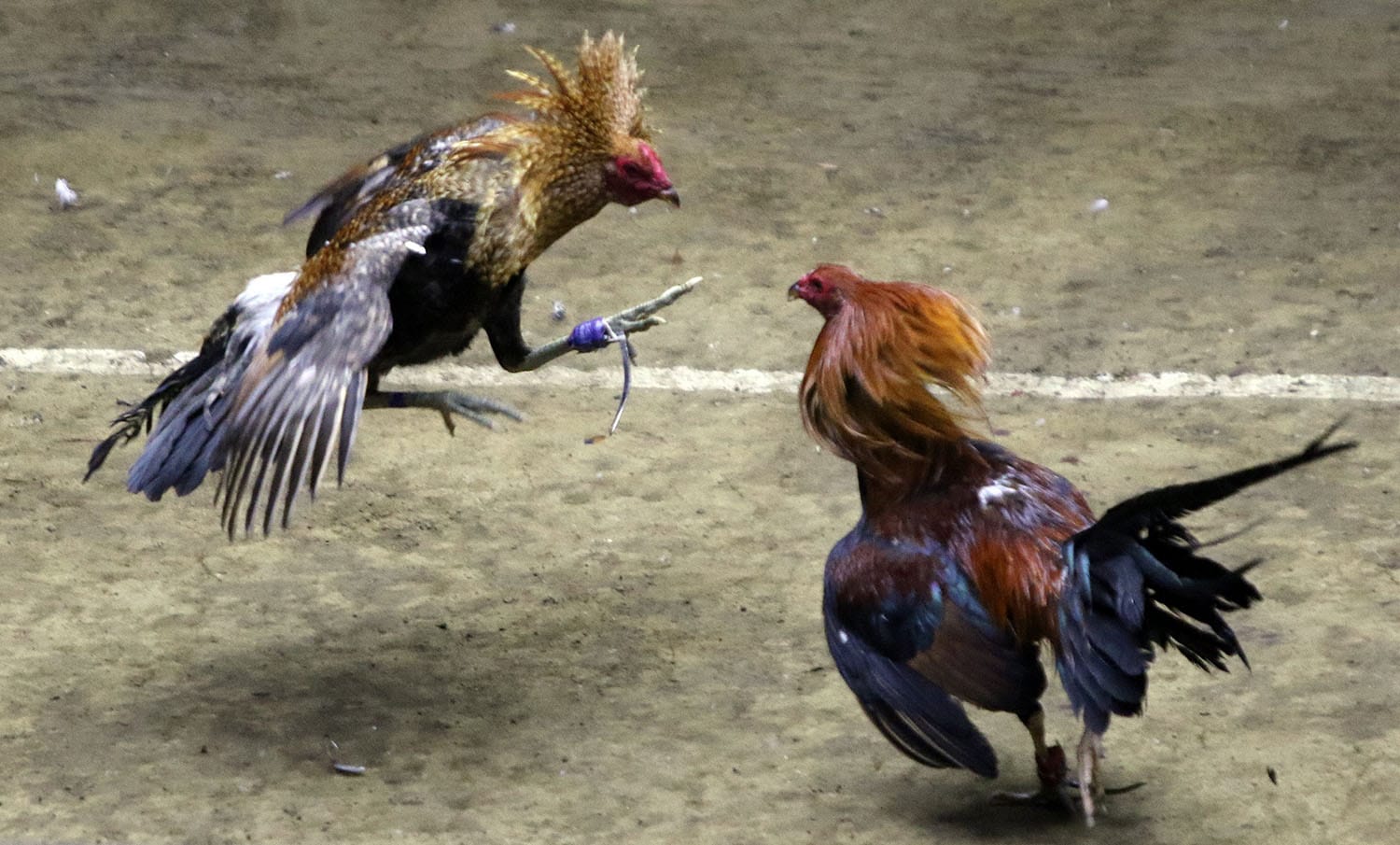 Đá Gà Cựa Sắt – Giải Trí Đỉnh Cao Cơ Hội Thắng Lớn Tại 88BET - XOVIN