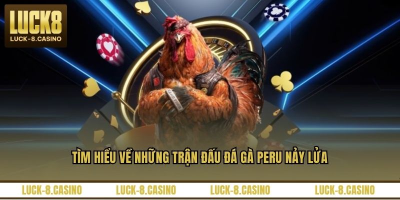 Đá Gà Peru - Đấu Trường Kịch Tính Của Các Chiến Kê - XOVIN Đá Gà Peru - Đấu Trường Kịch Tính Của Các Chiến Kê - XOVIN