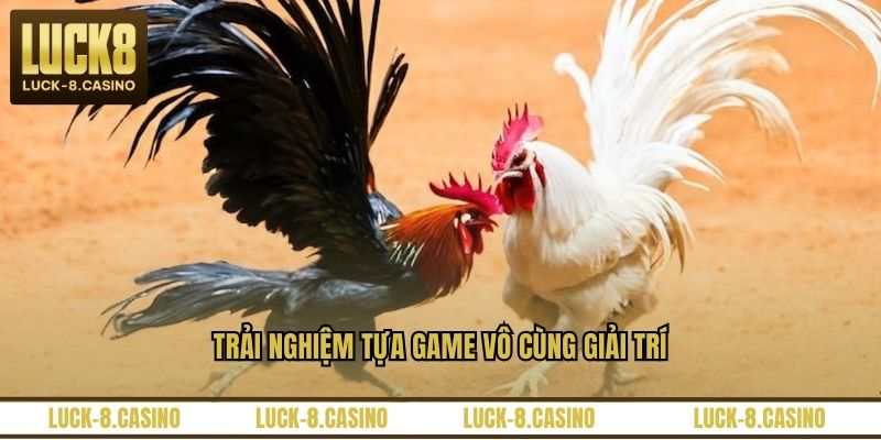Đá Gà Trực Tiếp C3 – Trải Nghiệm Xem Đá Gà Đỉnh Cao - XOVIN Đá Gà Trực Tiếp C3 – Trải Nghiệm Xem Đá Gà Đỉnh Cao - XOVIN