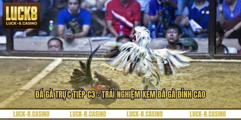 Đá Gà Trực Tiếp C3 – Trải Nghiệm Xem Đá Gà Đỉnh Cao - XOVIN