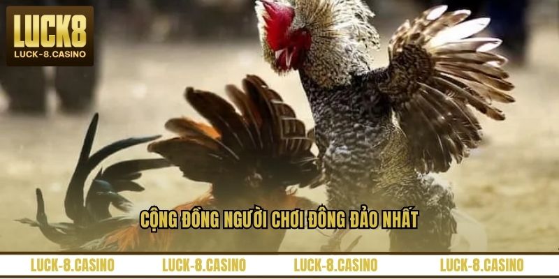 Trực Tiếp Đá Gà 67 – Nền Tảng Xem Đá Gà Hấp Dẫn Nhất - XOVIN Trực Tiếp Đá Gà 67 – Nền Tảng Xem Đá Gà Hấp Dẫn Nhất - XOVIN