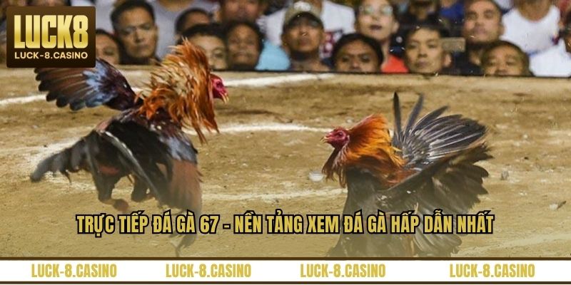 Trực Tiếp Đá Gà 67 – Nền Tảng Xem Đá Gà Hấp Dẫn Nhất - XOVIN